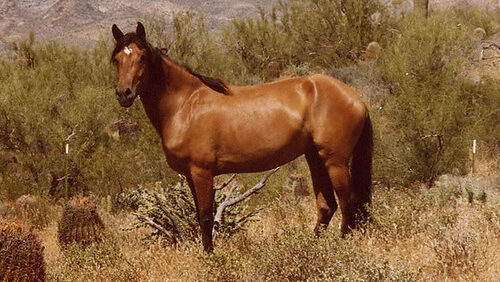 A brown horse standing in field