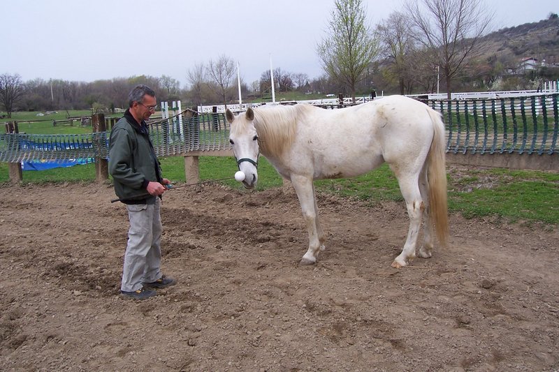 Horse clicker training