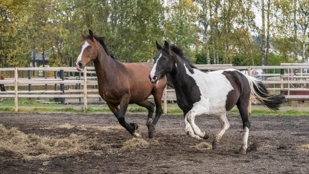 Two horses running freely in a paddock with green trees in the background.