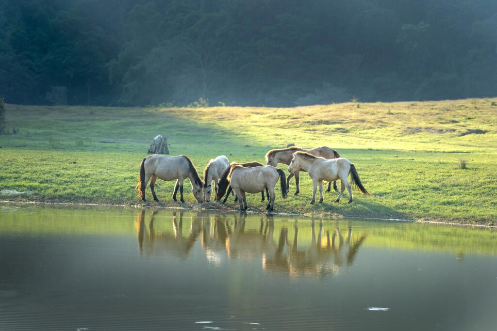 A serene scene of wild horses grazing on a lush meadow by a riverbank, reflecting the peaceful countryside.