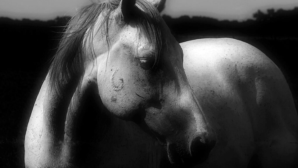 A horse with a grey coat