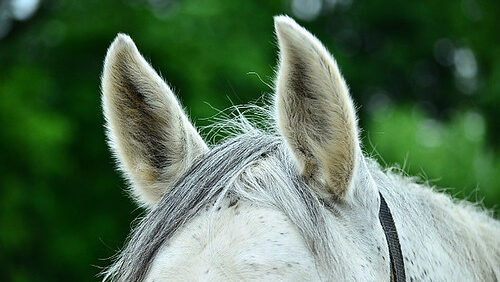 Horse ears