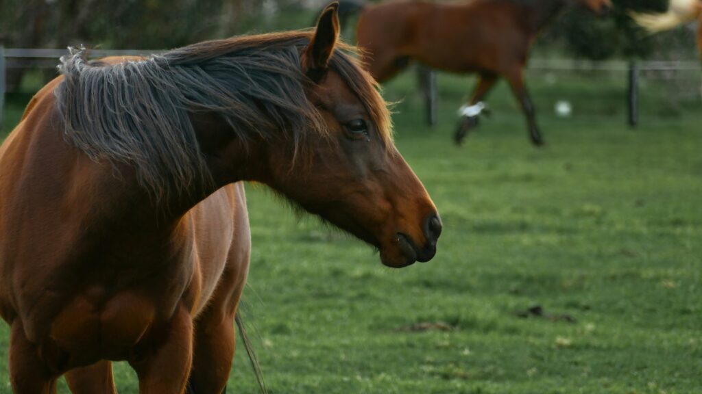 A brown horse standing on top of a lush green field