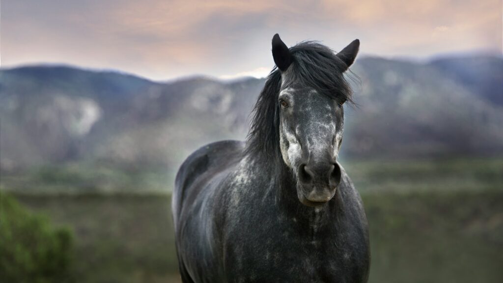 bokeh photography of a black horse