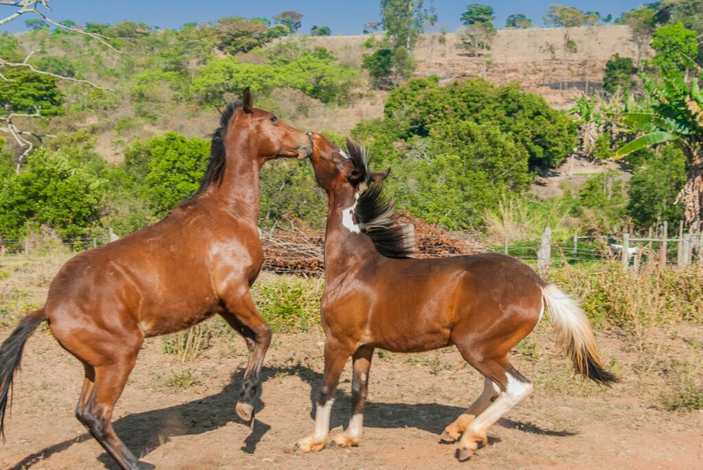 a couple of horses