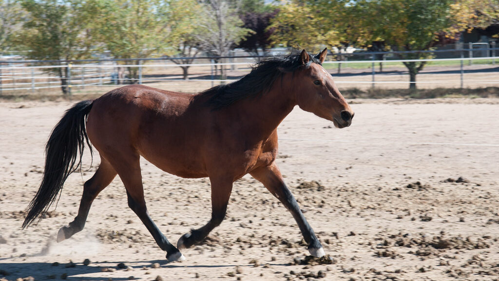 A brown horse running in the field
