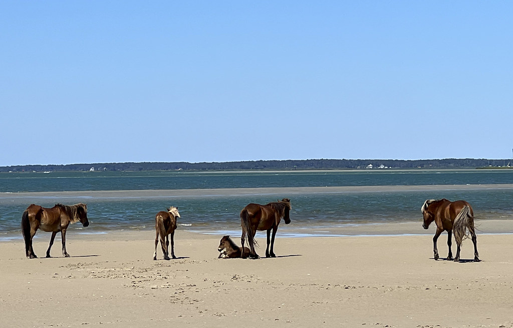 Wild Horses on Shackleford Banks