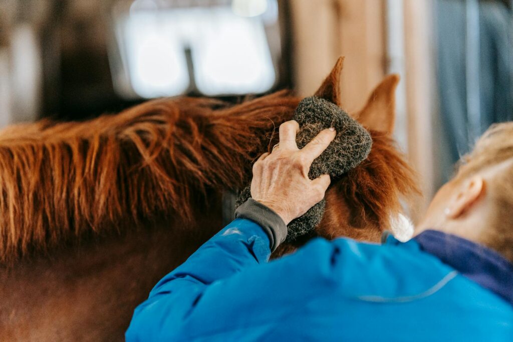 Owner grooms a brown horse in a stable using a brush