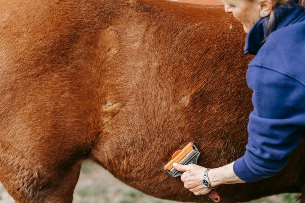 Owner brushing the coat of a brown horse