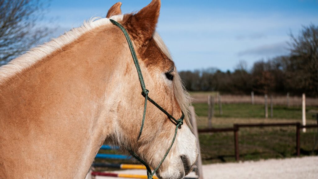 a brown and white horse with a bridle on