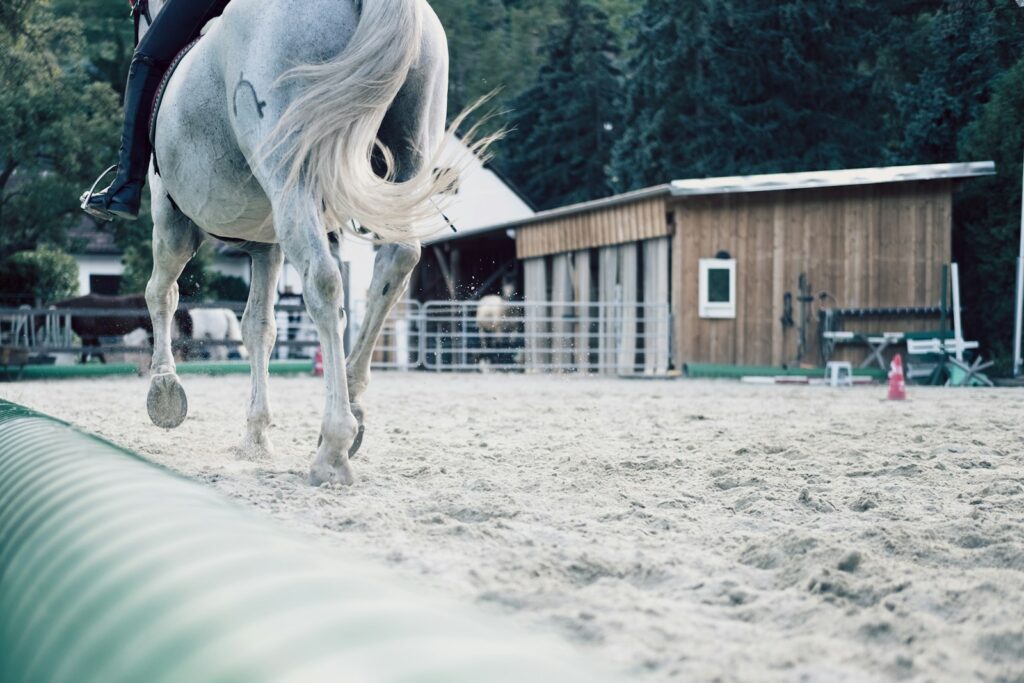 White horse standing on white sand