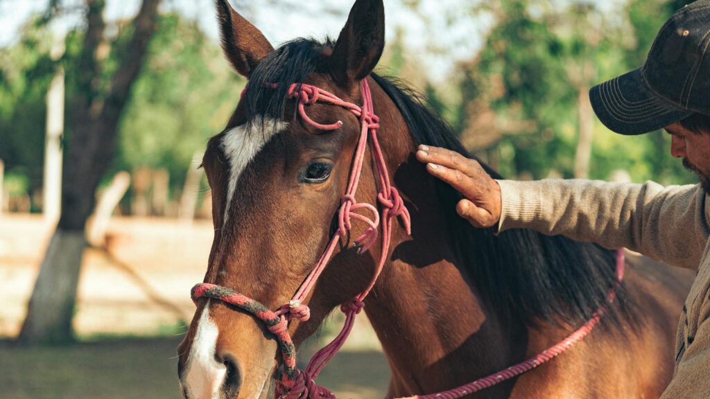 a man who take care his horse