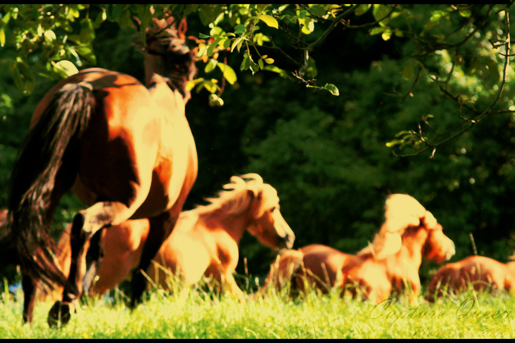Multiple horses running in the field