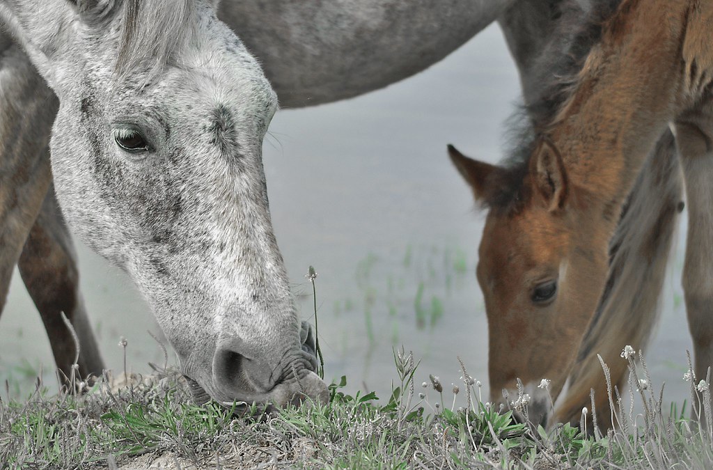 Mom and daughter horse eating
