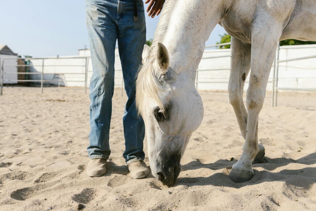 White horse and a person in jeans