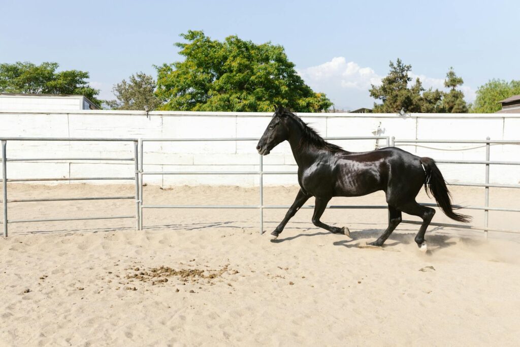 Black horse running freely in a sandy corral on a sunny day, showcasing grace and power.