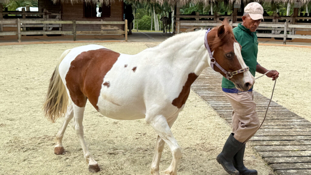 An american paint horse with a man