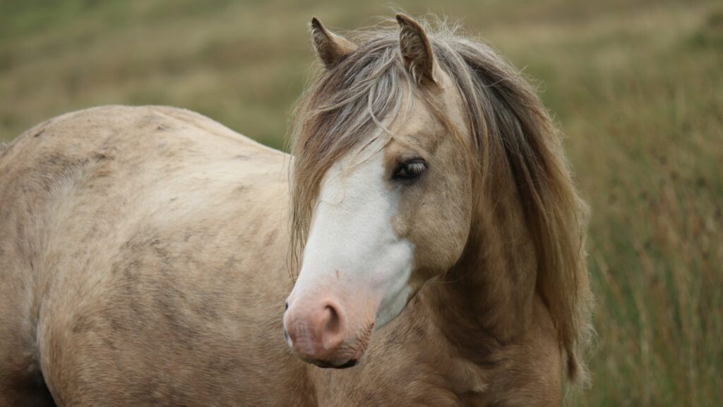 a golden and white horse standing in a field