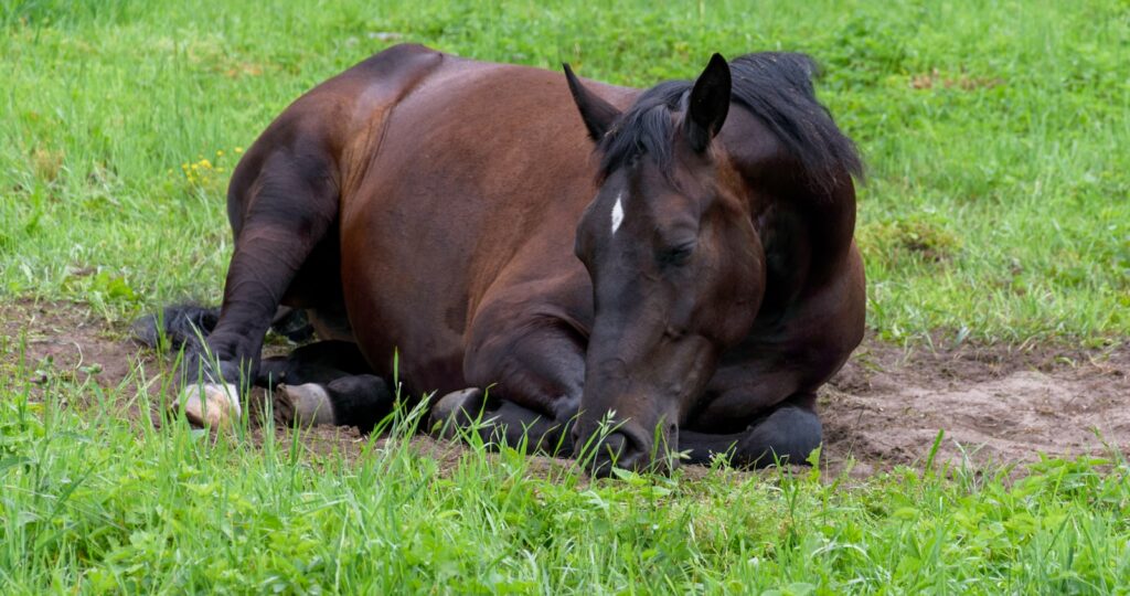 a couple of horses lying in the grass