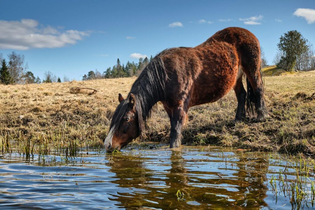 A brown horse drinks from a serene pond in a pastoral meadow under sunny skies.