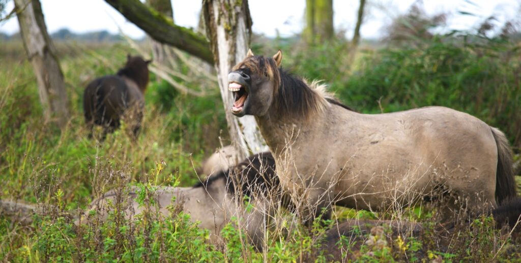 Wild horses roam and graze in a green, lush field