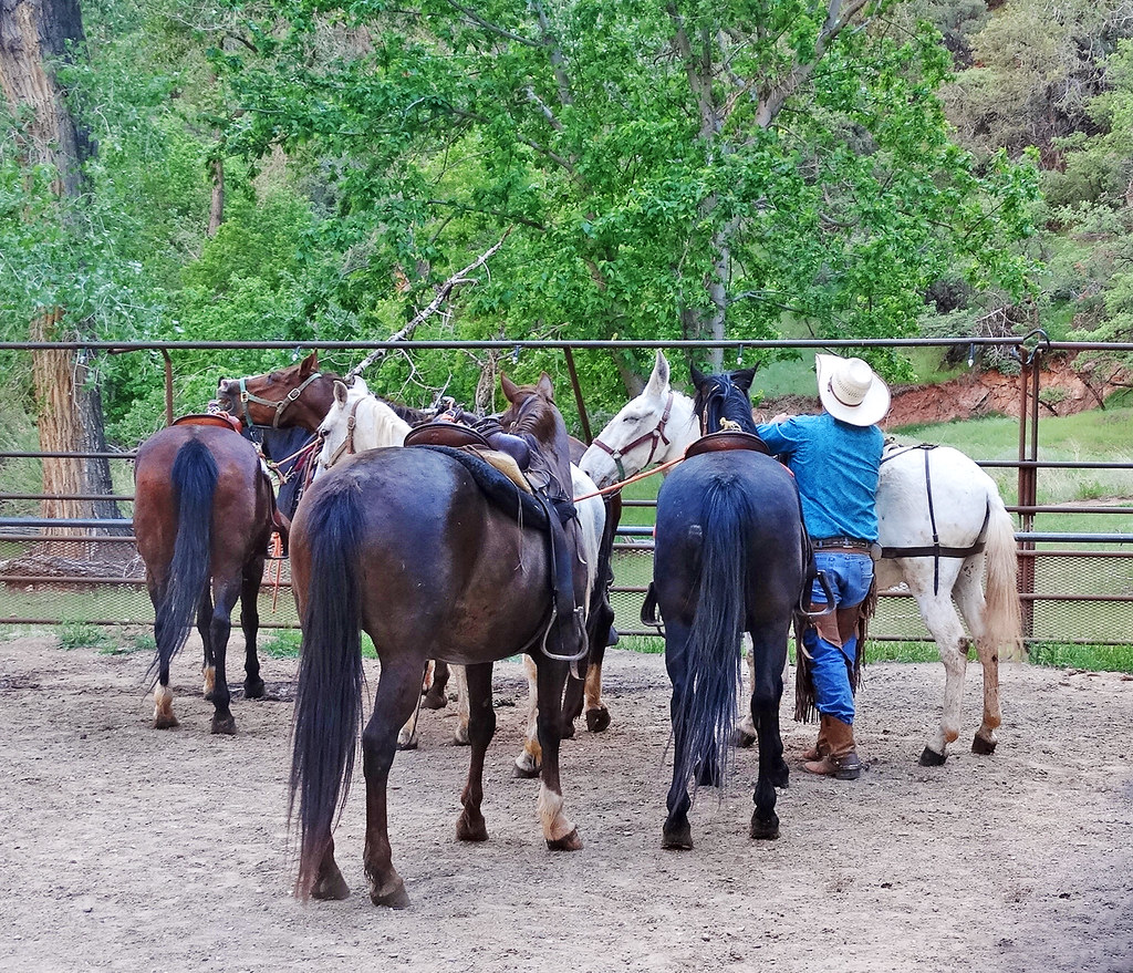 Cowboy preparing his horses