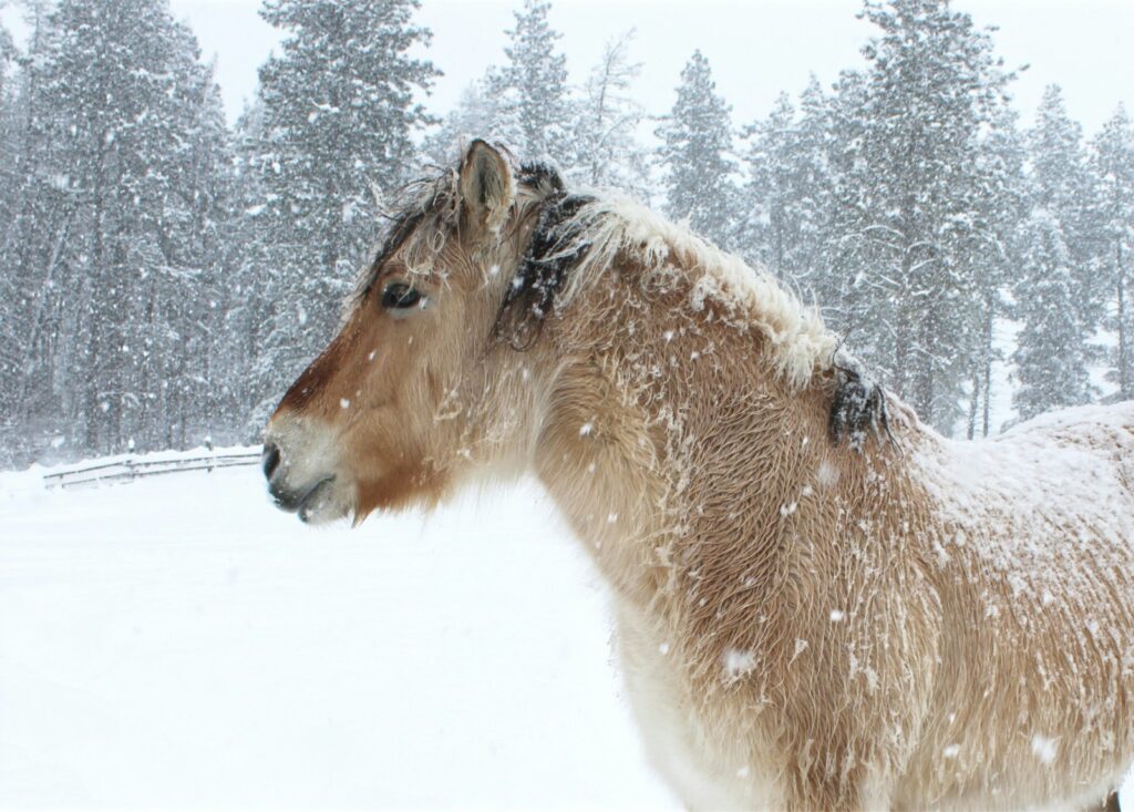 Horse standing in the snow