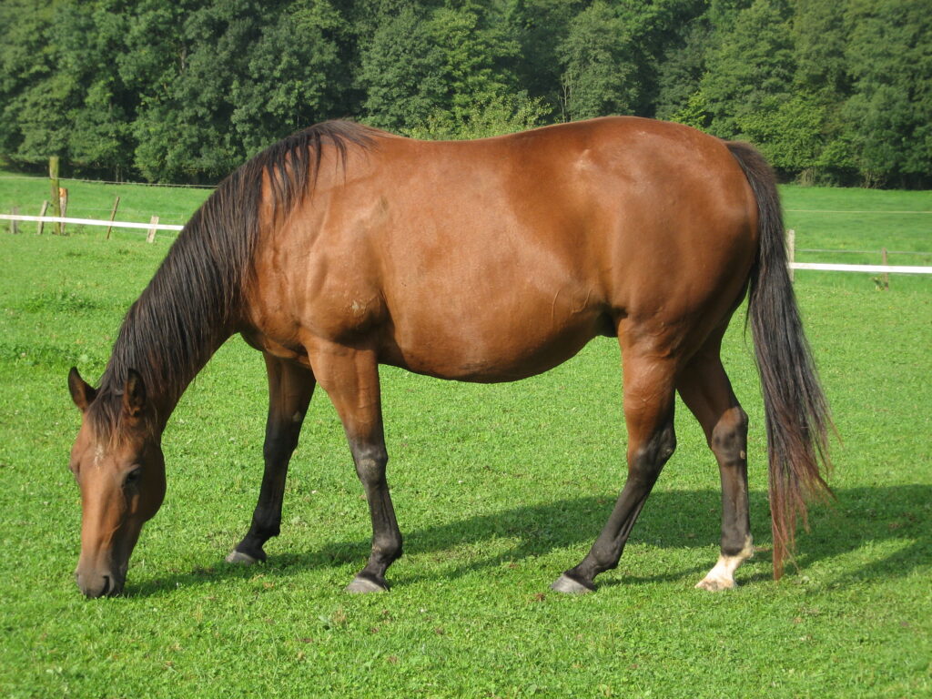 American quarter horse