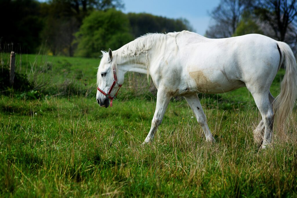 Andalusian horse
