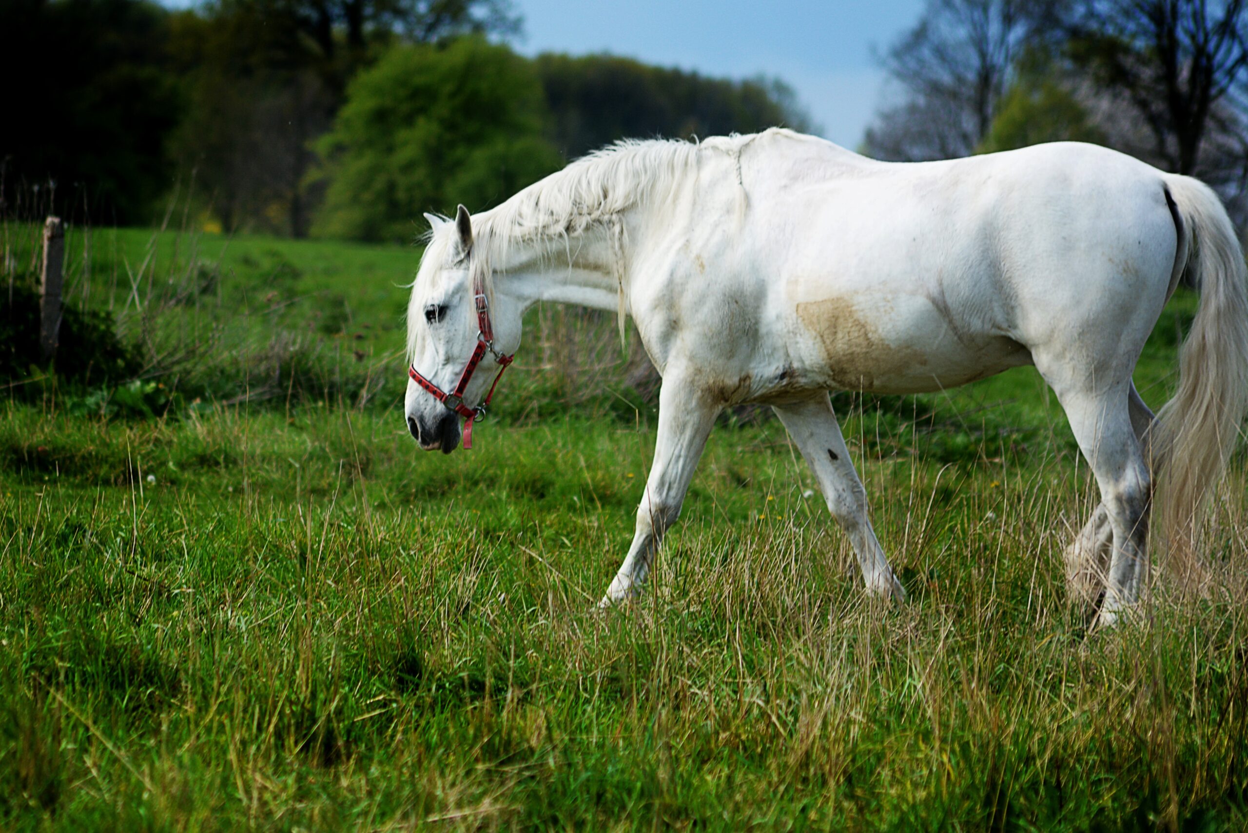 Andalusian horse