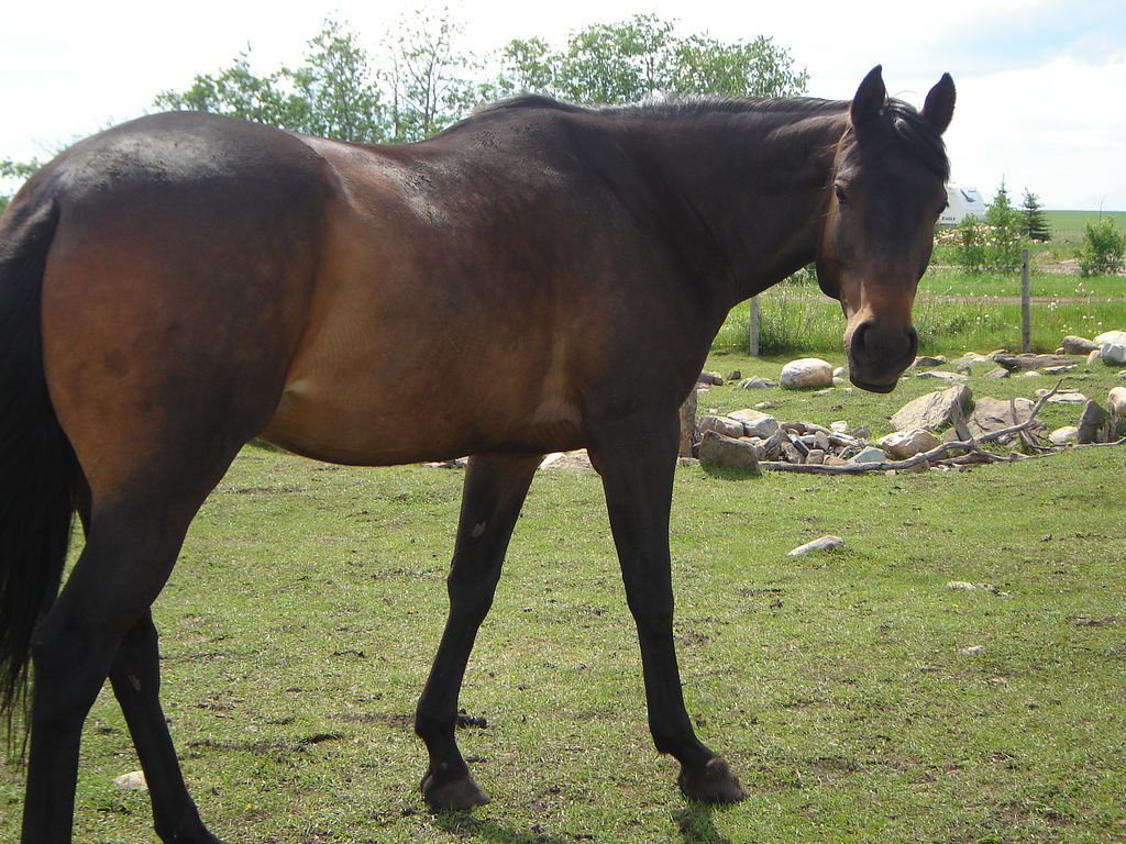 Anglo Arabian breed in yard
