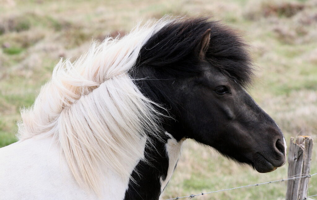 Beautiful Icelandic horse