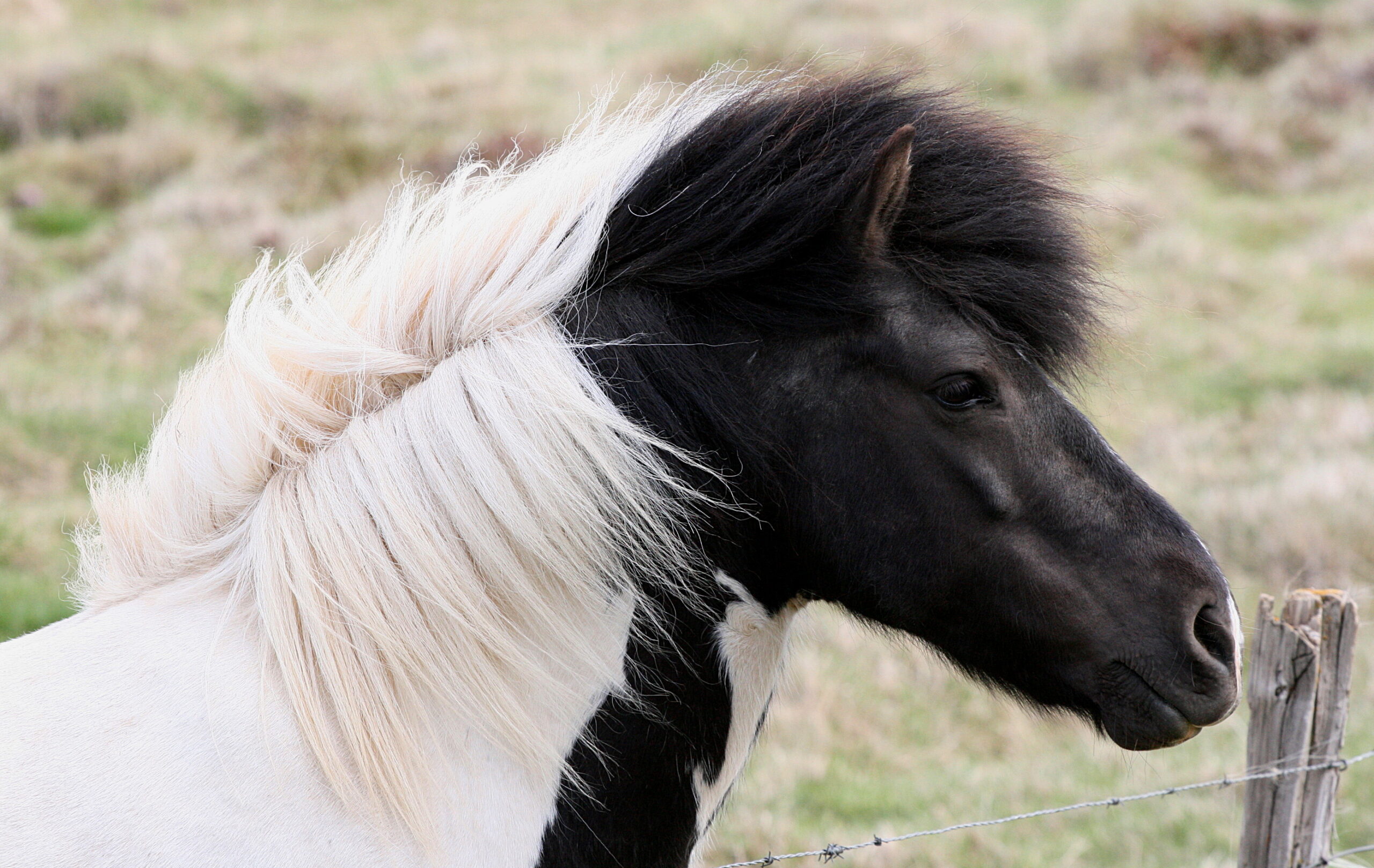 Beautiful Icelandic horse