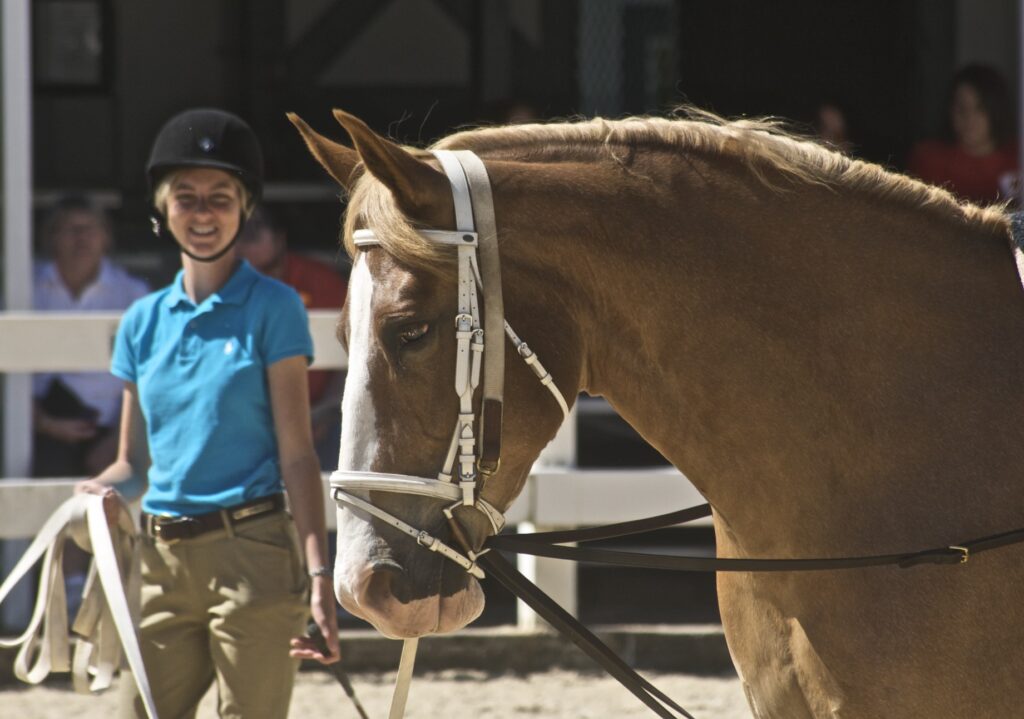 Belgian Warmblood