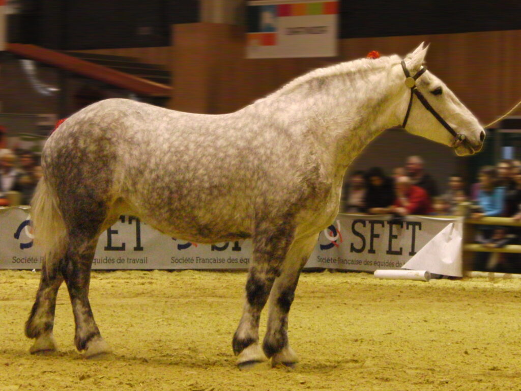 A grey Percheron horse at the 2014 International Agriculture Show in Paris, France