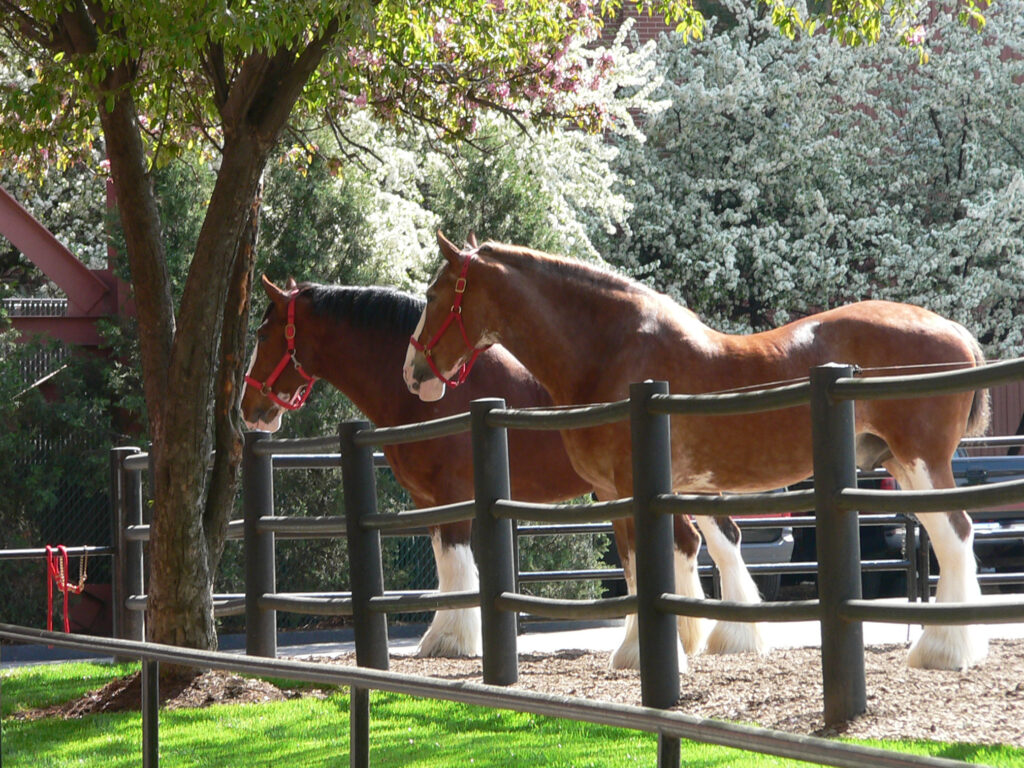 Clydesdales horses