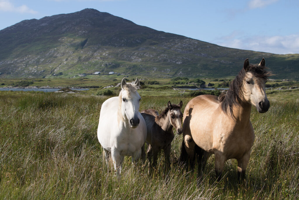 Connemara Ponies in the open