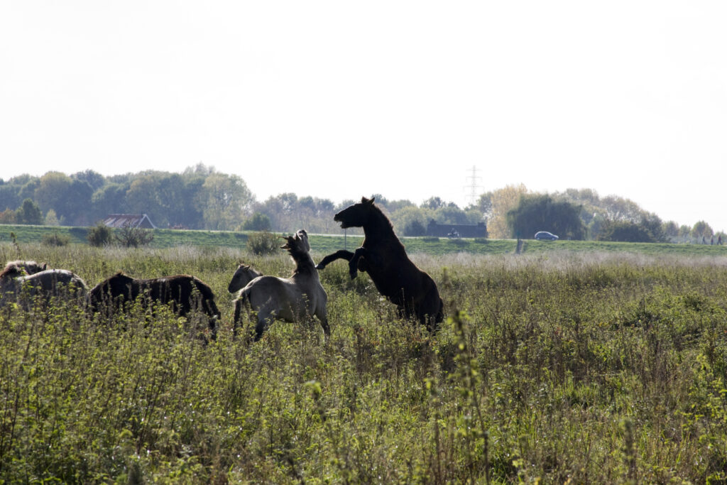 Aggressive horses