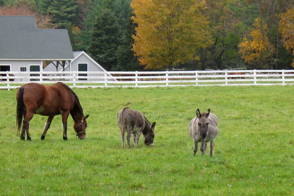 Horse and donkeys