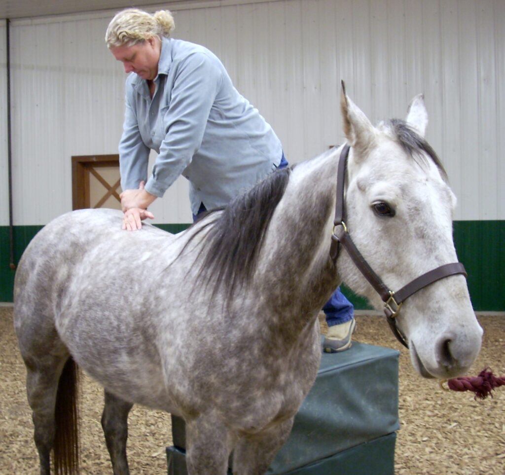 Doctor Massages Horse