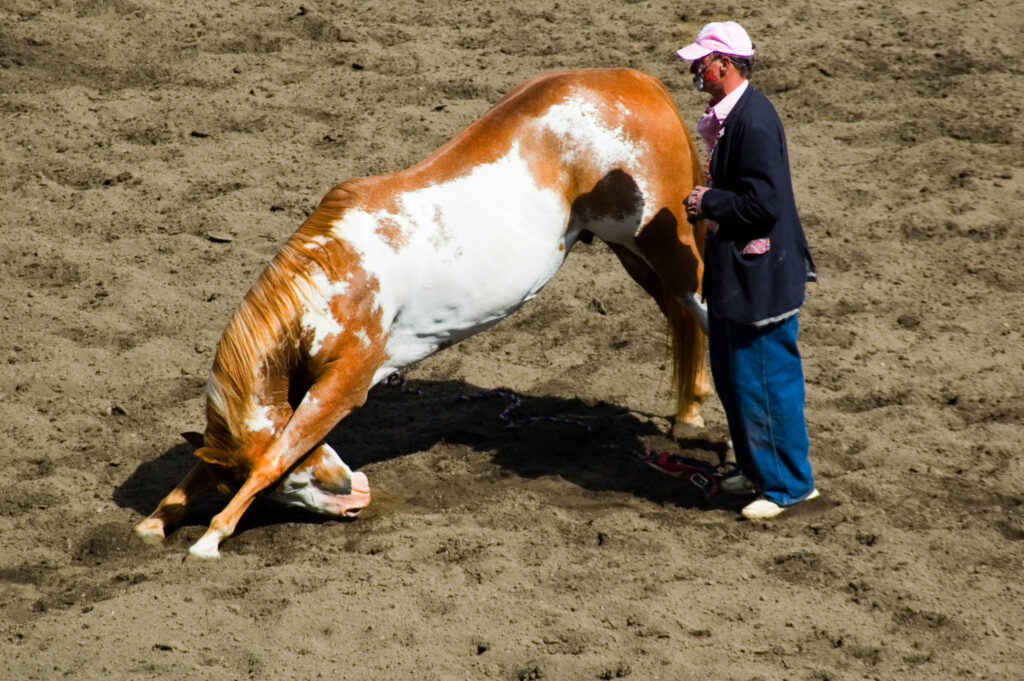 Horse yoga stretching