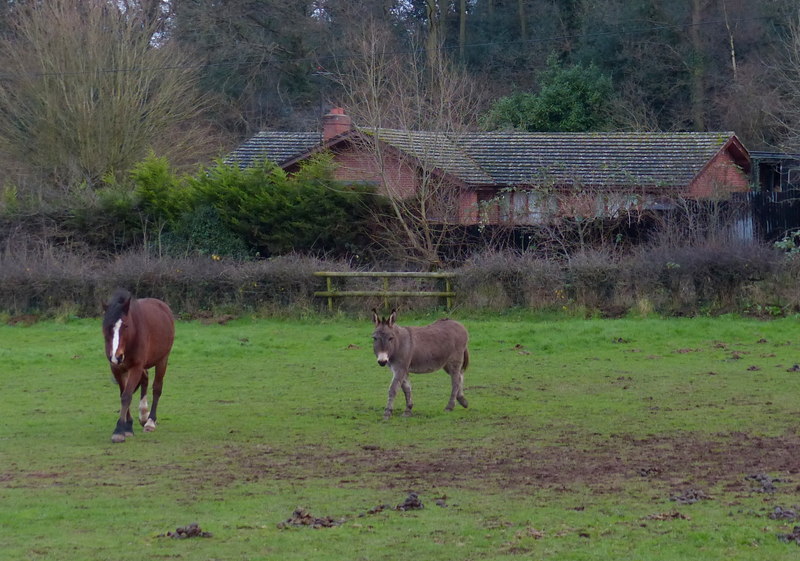 Horse and donkey next to Sandy Lane