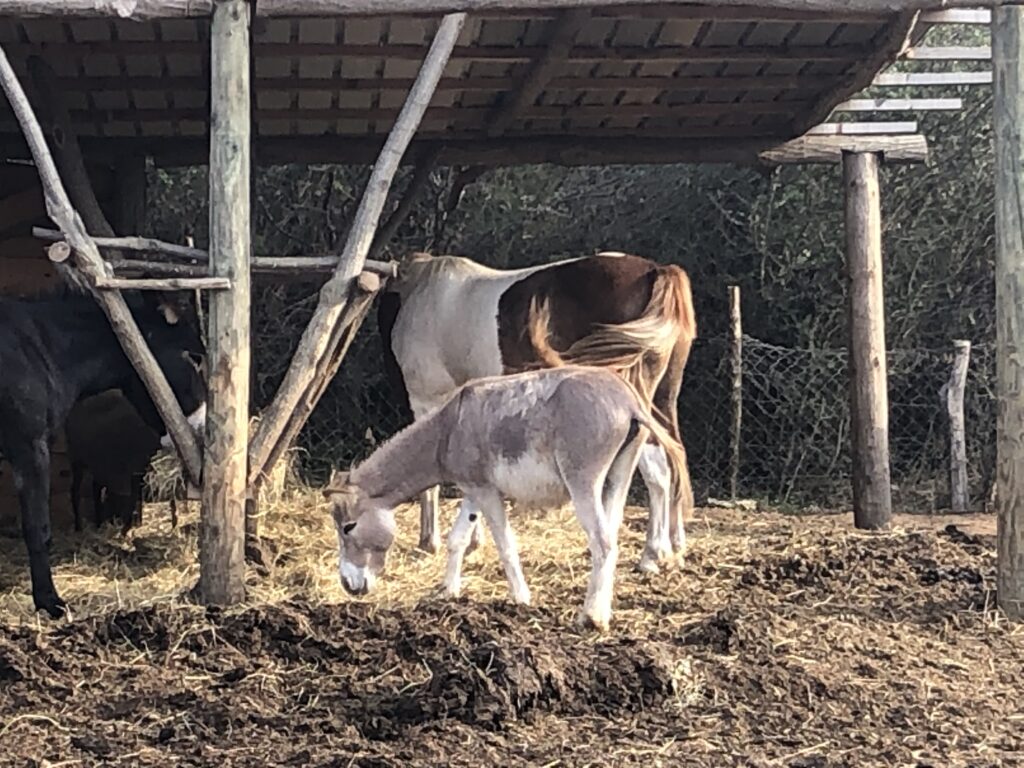 Horse and donkeys