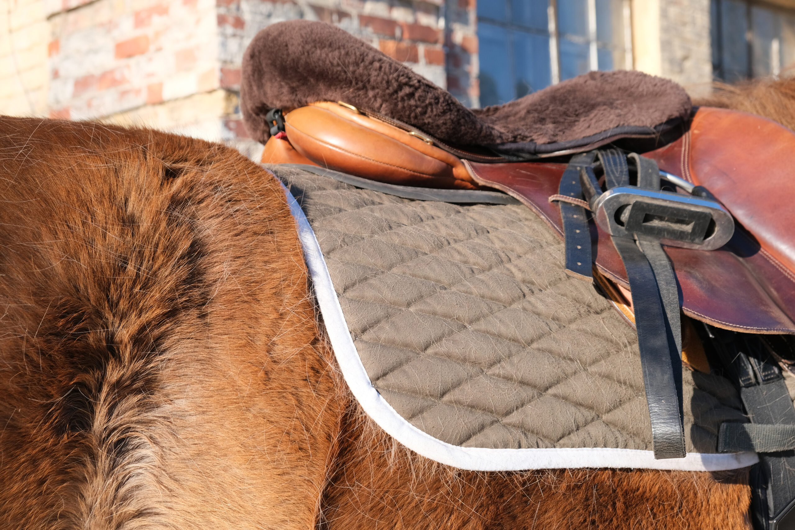 Horse coat shedding