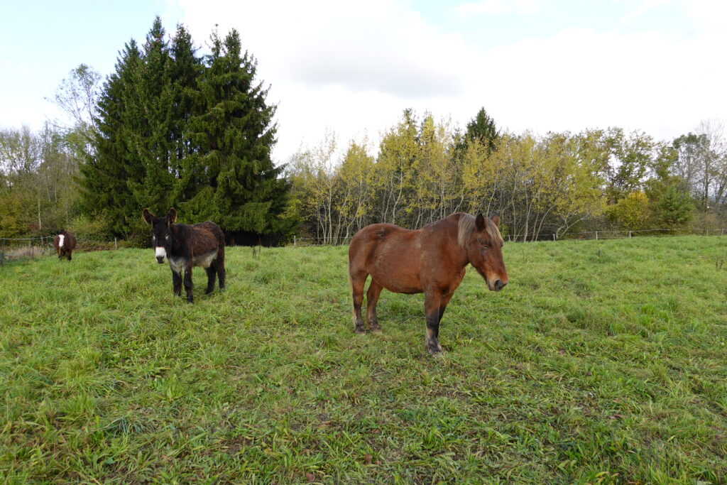 Horse and donkey