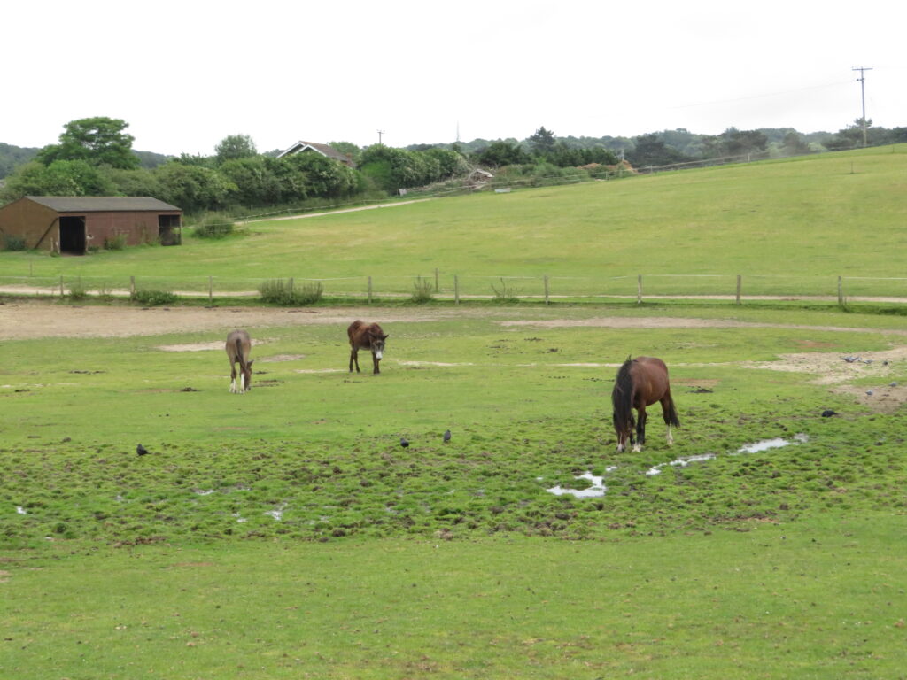 Horses and donkeys at Hillside animal sanctuary