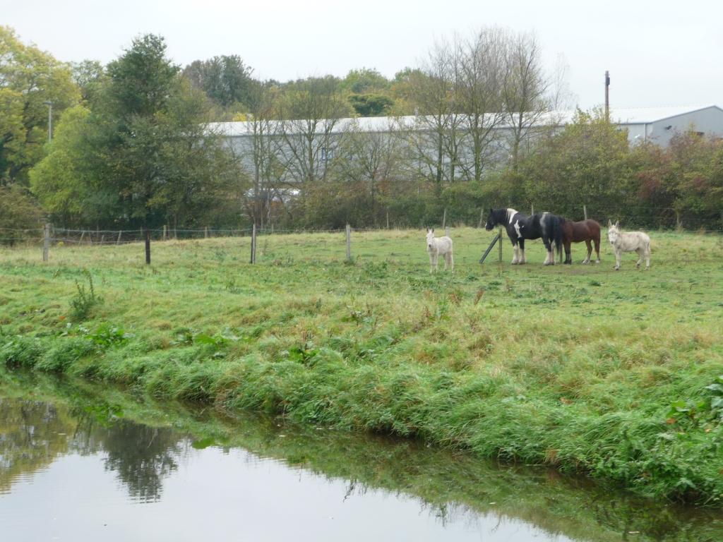 Horses and donkeys grazing alongside the canal