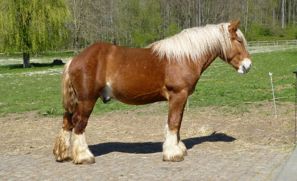 Belgian draft horse, Huisingen domain (Beersel).