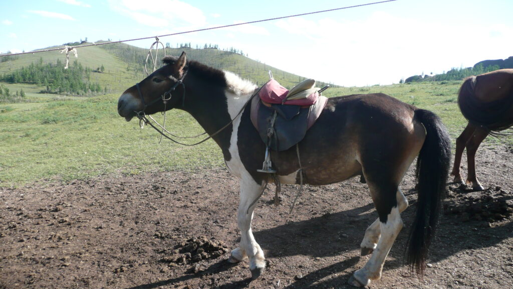 Mongolian horse