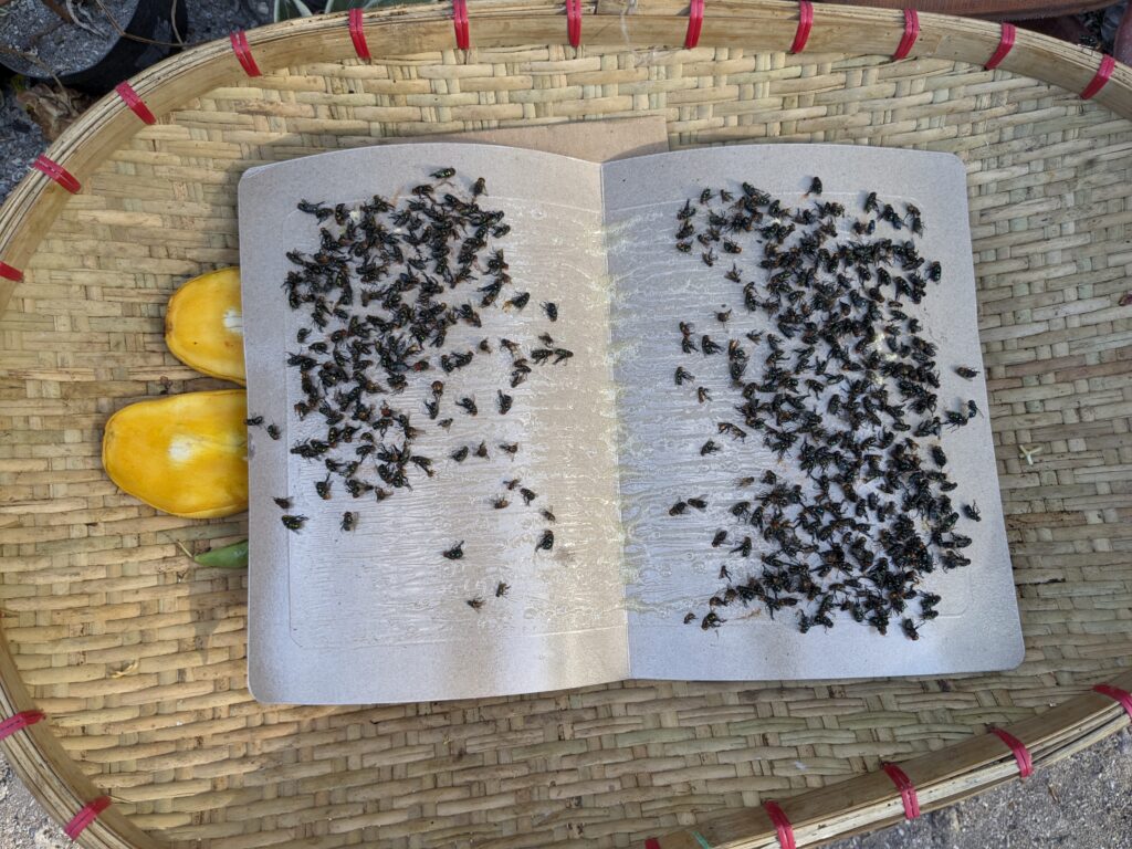 Natural fly trap in the Philippines